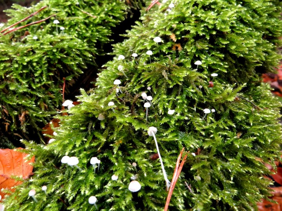 inimini paddenstoelen